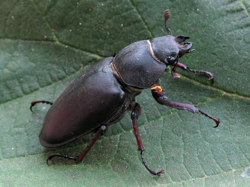 Lucanus cervus (Linnaeus, 1758)